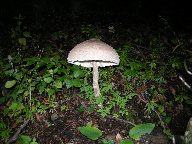 kouzelná houbička z rodu veselých :-)
